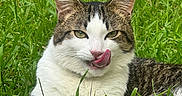 Biscuit is registered to the contest to win money with this photo: cat, animal, pet, grass, outdoor, nature, tongue, licking, white, tabby, cute, feline, fur, relaxed, green, closeup, portrait, eyes, whiskers, ears