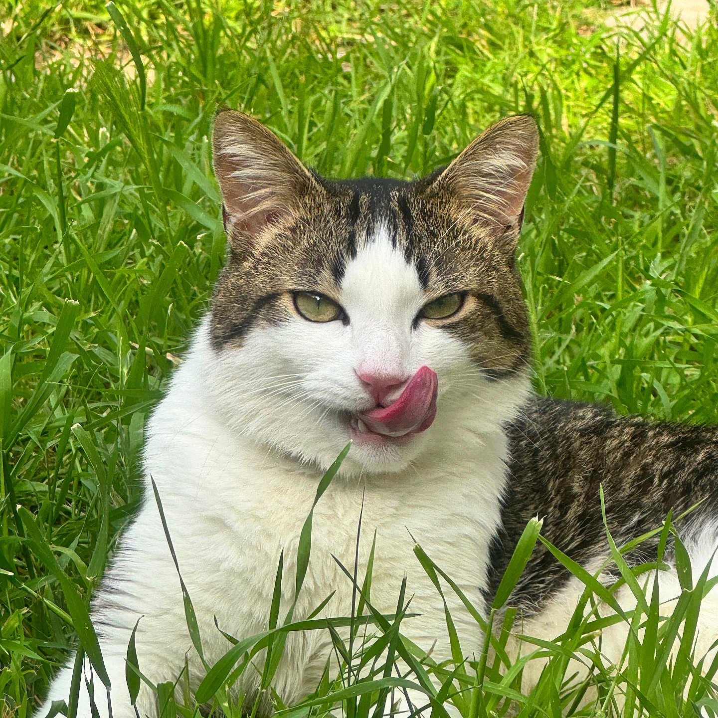 Biscuit