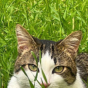 Biscuit joined the competition — help win amazing prizes! cat, tabby, white_fur, green_eyes, grass, outdoor, nature, animal, pet, closeup, face, ears, whiskers, muzzle, feline, curious, camouflage, wildlife, summer, daylight