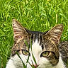 cat, tabby, white_fur, green_eyes, grass, outdoor, nature, animal, pet, closeup, face, ears, whiskers, muzzle, feline, curious, camouflage, wildlife, summer, daylight