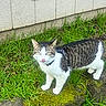 Biscuit is registered to the contest to win money with this photo: cat, tabby_cat, white_cat, grass, moss, rock, outdoor, animal, pet, feline, nature, curious, licking_nose, collar, wall, vent, greenery, daylight, standing, close_up