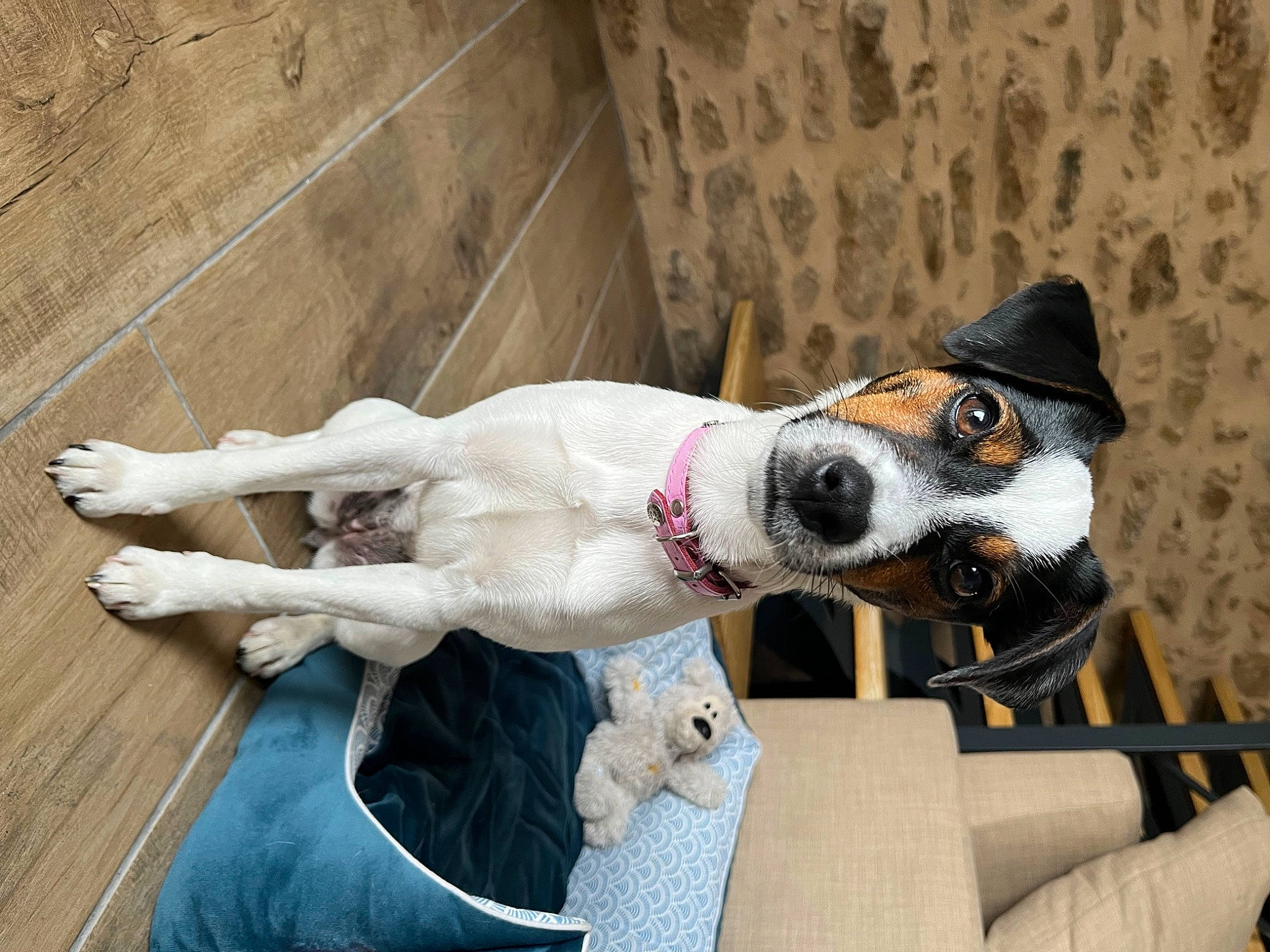 Sanaé a rejoint le concours — aidez-le/la à gagner de superbes lots ! canidae, carnivore, collar, comfort, companion_dog, couch, dog, dog_breed, dog_collar, dog_supply, fawn, fur, leash, pet_supply, snout, sporting_group, whiskers, wood, working_animal, working_dog