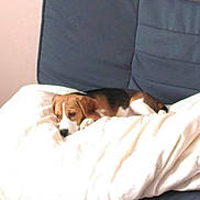 Otomne a rejoint le concours — aidez-le/la à gagner de superbes lots ! dog, beagle, blanket, couch, indoor, pet, resting, sleepy, cozy, fur, animal, domestic_animal, white, brown, black, comfort, living_room, relaxation, canine, home