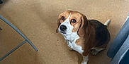 Otomne a rejoint le concours — aidez-le/la à gagner de superbes lots ! beagle, dog, pet, indoor, floor, kitchen, appliance, brown, white, looking_up, ears, tail, home, animal, canine, fur, cute, domestic, companion, sitting