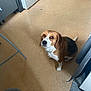 beagle, dog, pet, indoor, floor, kitchen, appliance, brown, white, looking_up, ears, tail, home, animal, canine, fur, cute, domestic, companion, sitting
