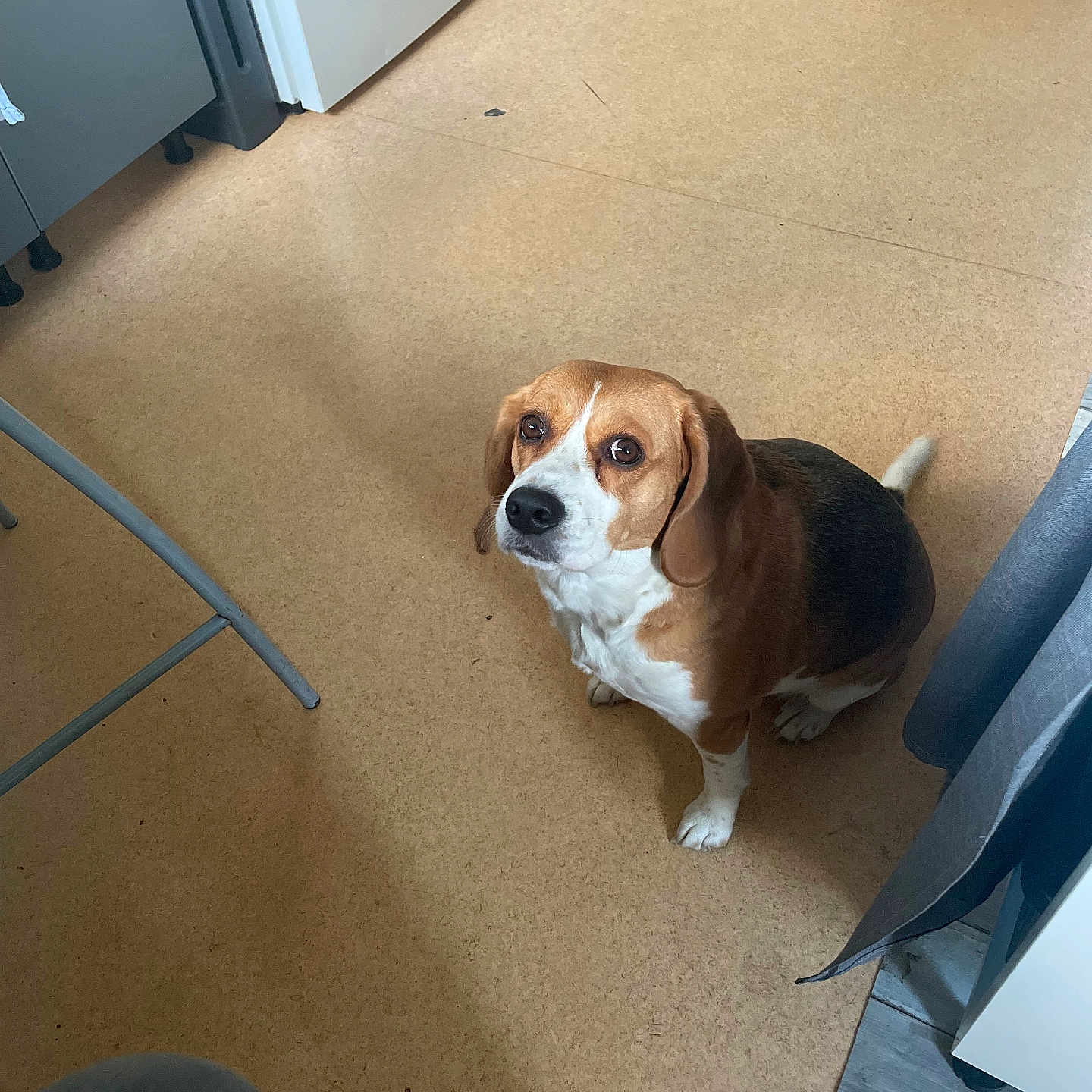 Otomne a rejoint le concours — aidez-le/la à gagner de superbes lots ! animal, appliance, beagle, brown, canine, companion, cute, dog, domestic, ears, floor, fur, home, indoor, kitchen, looking_up, pet, sitting, tail, white