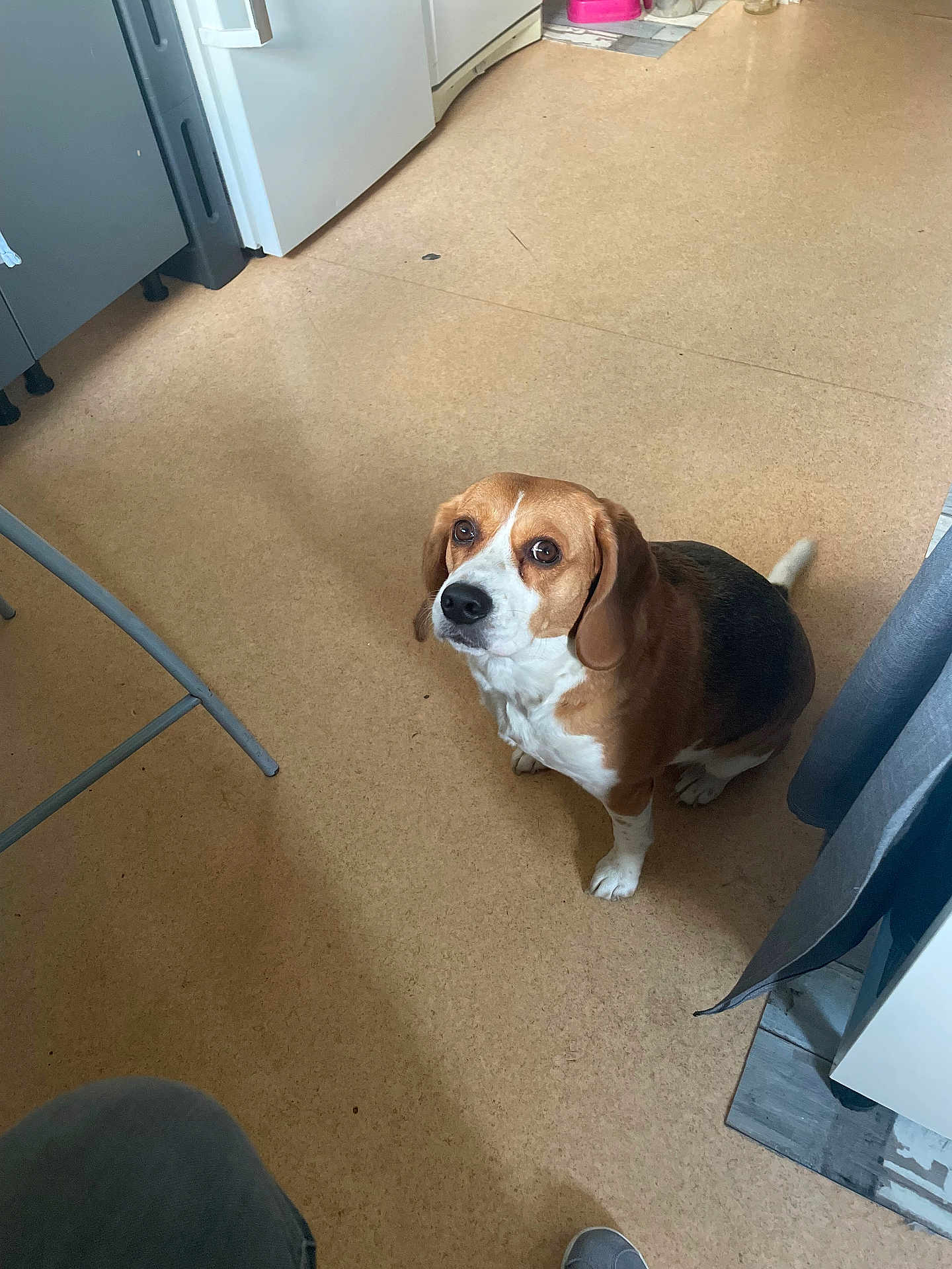 Otomne a rejoint le concours — aidez-le/la à gagner de superbes lots ! beagle, dog, pet, indoor, floor, kitchen, appliance, brown, white, looking_up, ears, tail, home, animal, canine, fur, cute, domestic, companion, sitting