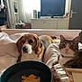 Otomne a rejoint le concours — aidez-le/la à gagner de superbes lots ! bedroom, beagle, dog, cat, bed, blanket, bowl, food, indoor, pet, furniture, television, door, curtains, relaxing, animal, tabby_cat, white_bedspread, cozy, home