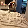 Otomne participe au concours pour gagner de l'argent avec cette photo : dog, beagle, hoodie, bed, bedroom, furniture, blanket, television, drawer, clothing, indoor, pet, animal, curious, cozy, room, carpet, towel, robe, casual