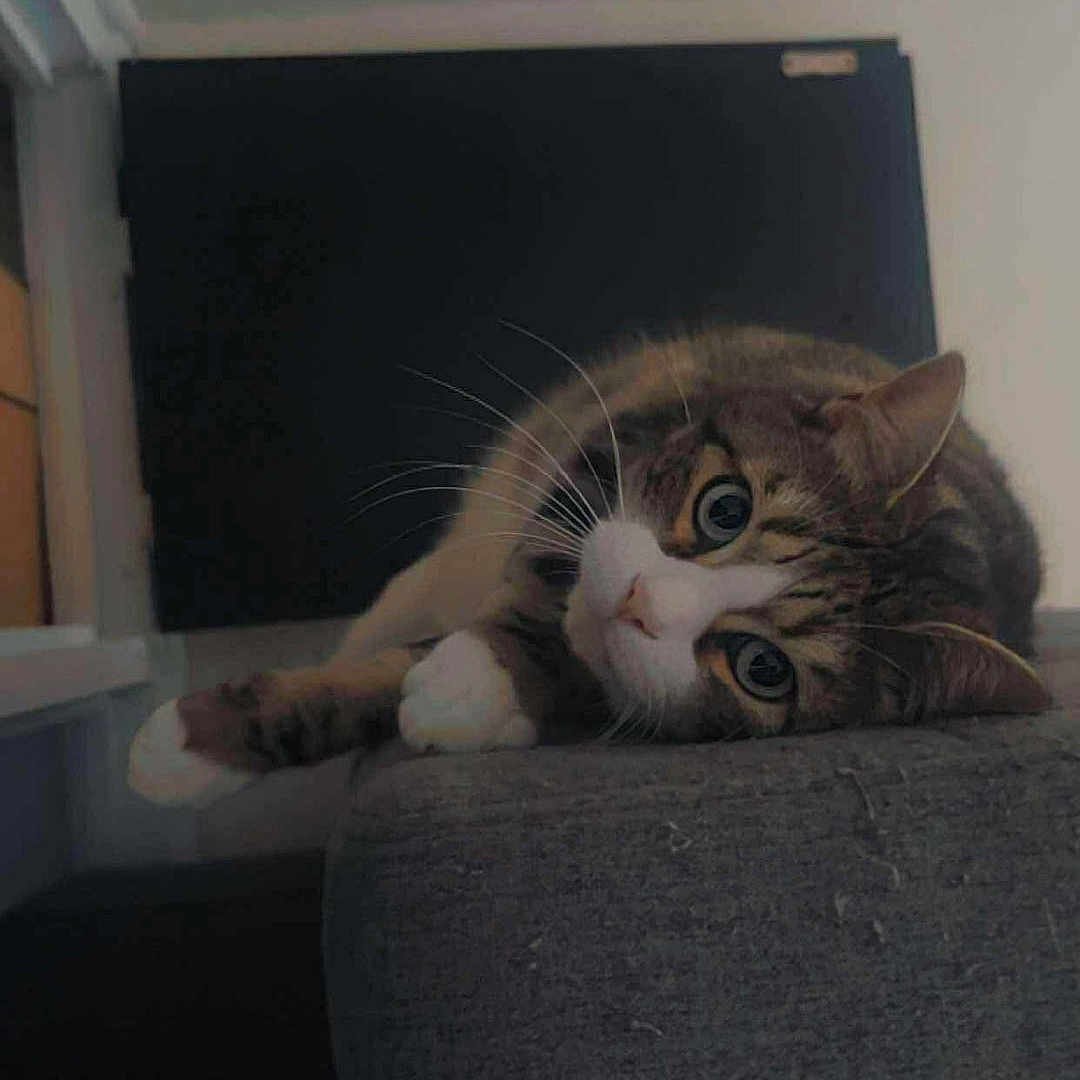 Romeo a rejoint le concours — aidez-le/la à gagner de superbes lots ! animal, cat, closeup, curious, cushion, domestic_cat, ears, eyes, face, feline, fur, gray, indoor, lounging, pet, relaxed, resting, tabby_cat, whiskers, white_paws