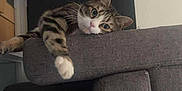 Romeo participe au concours pour gagner de l'argent avec cette photo : cat, tabby, indoor, couch, gray_couch, furniture, paw, stretching, relaxed, pet, animal, curious, whiskers, ears, face, tabby_stripes, home, box, background, resting