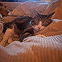 Romeo participe au concours pour gagner de l'argent avec cette photo : cat, dog, sleeping, bed, blanket, cozy, indoor, pet, resting, feline, canine, soft_lighting, warm_colors, fur, pillow, comfort, relaxation, animal, domestic, quiet