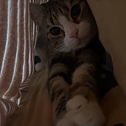 Romeo participe au concours pour gagner de l'argent avec cette photo : cat, tabby, curtain, paws, indoor, pet, animal, curious, feline, whiskers, closeup, stretching, cozy, soft_light, domestic, cute, face, eyes, fur, relaxed