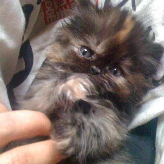 Kitty