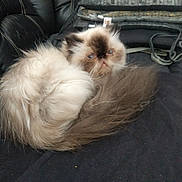 Princesse a rejoint le concours — aidez-le/la à gagner de superbes lots ! cat, himalayan_cat, fluffy, curled_up, resting, indoor, black_couch, blankets, pet, furry, animal, domestic, cute, face, blue_eyes, long_hair, tail, relaxed, whiskers, home