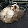 animal, black_couch, blankets, blue_eyes, cat, curled_up, cute, domestic, face, fluffy, furry, himalayan_cat, home, indoor, long_hair, pet, relaxed, resting, tail, whiskers