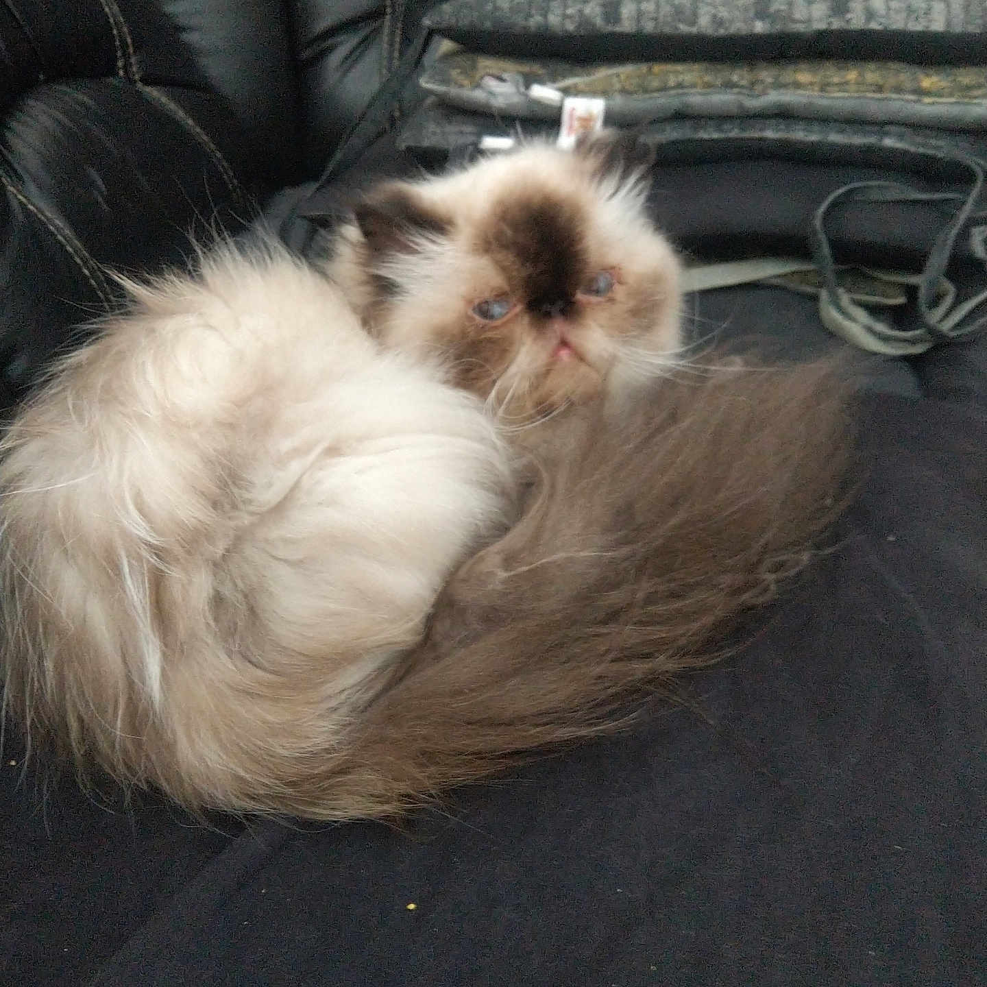 Princesse a rejoint le concours — aidez-le/la à gagner de superbes lots ! animal, black_couch, blankets, blue_eyes, cat, curled_up, cute, domestic, face, fluffy, furry, himalayan_cat, home, indoor, long_hair, pet, relaxed, resting, tail, whiskers