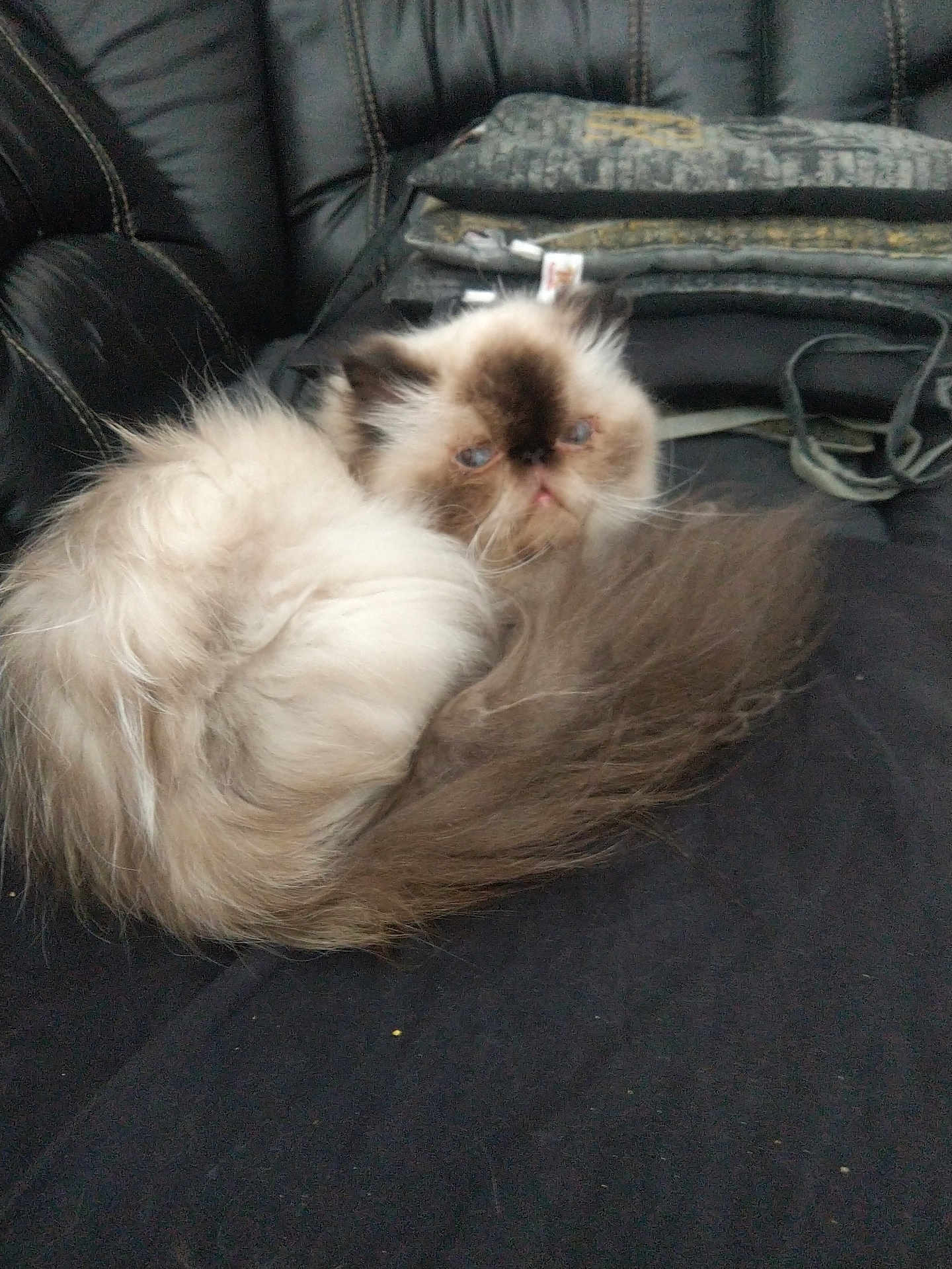 Princesse a rejoint le concours — aidez-le/la à gagner de superbes lots ! cat, himalayan_cat, fluffy, curled_up, resting, indoor, black_couch, blankets, pet, furry, animal, domestic, cute, face, blue_eyes, long_hair, tail, relaxed, whiskers, home