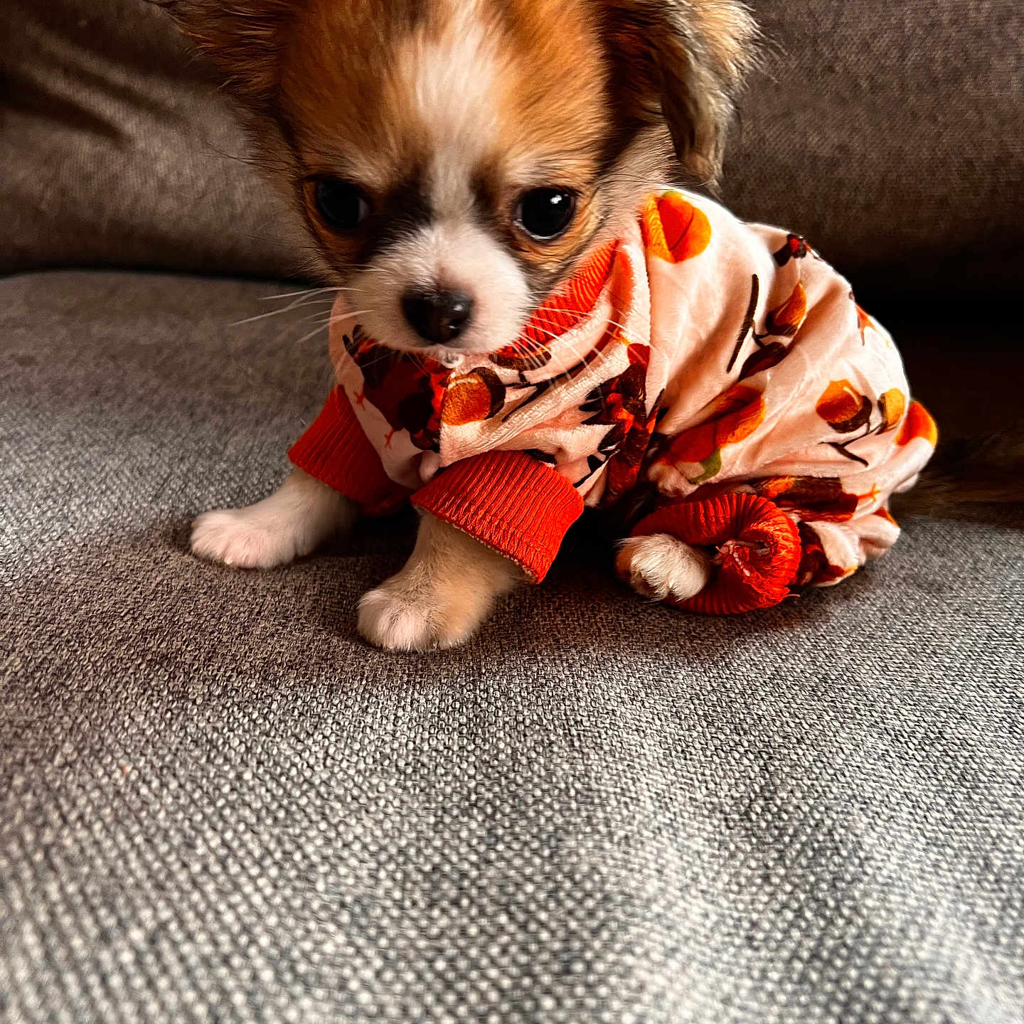 Chico