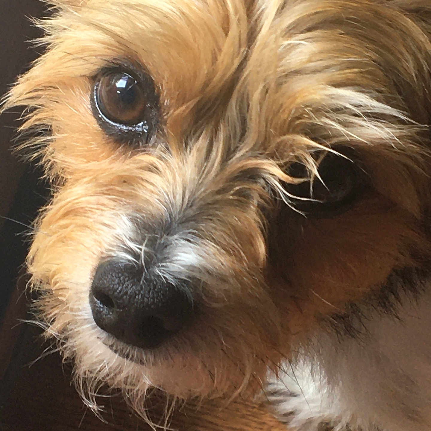 Tater Tot is registered to the contest to win money with this photo: affenpinscher, airedale, animal, canine, cockerspaniel, dog, hardwood, hound, papillon, pet, poodle, puppy, snout, terrier, whitedog, wood