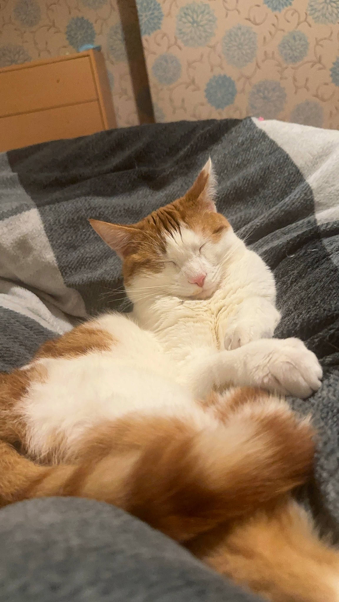 Eddie joined the competition — help win amazing prizes! bedding, carnivore, cat, claw, comfort, domestic_short_haired_cat, fawn, felidae, fur, hardwood, linens, nap, paw, room, small_to_medium_sized_cats, snout, tail, textile, whiskers, wood