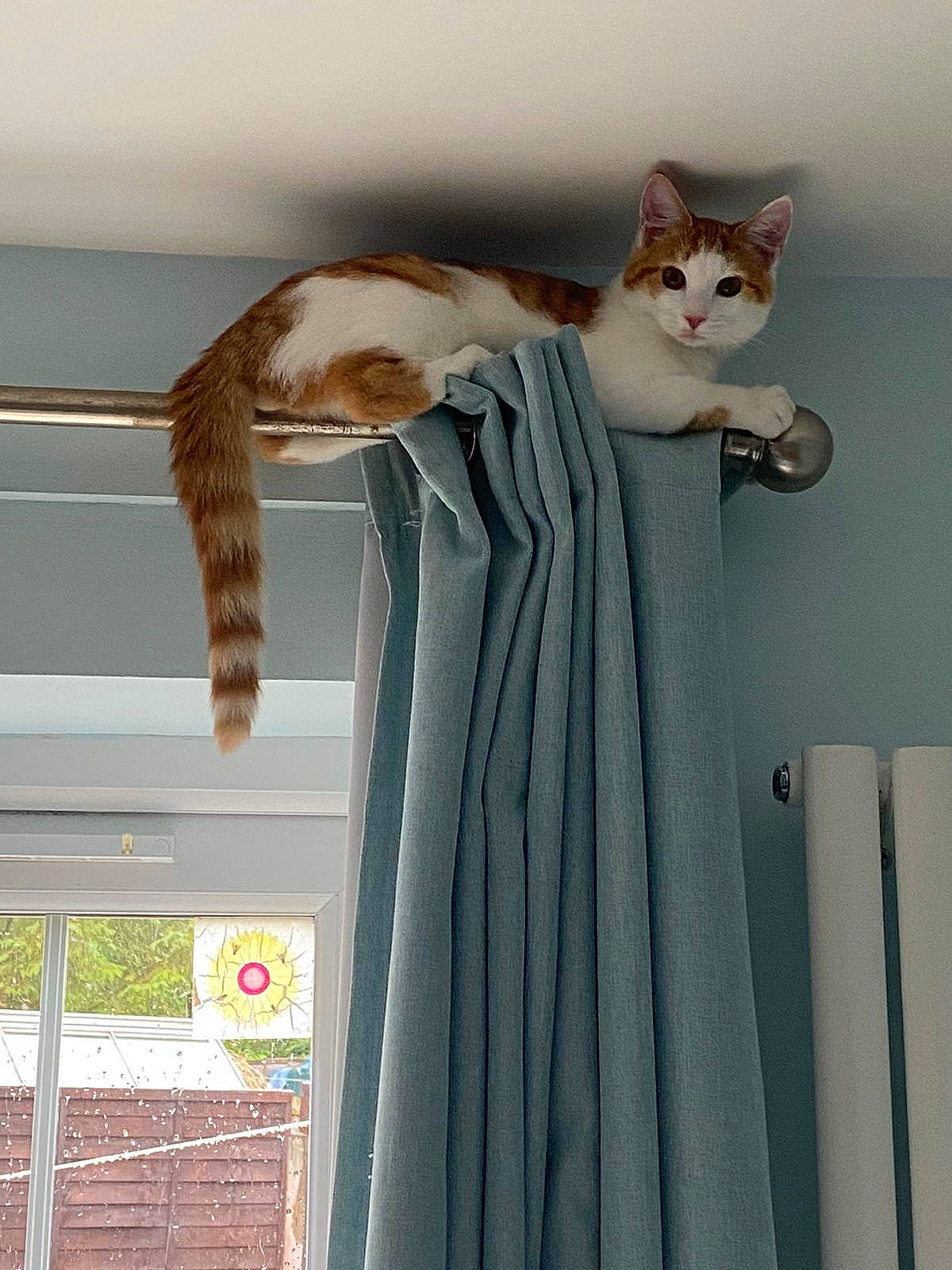 Eddie joined the competition — help win amazing prizes! carnivore, cat, ceiling, comfort, curtain, domestic_short_haired_cat, fawn, felidae, fur, linens, peach, room, small_to_medium_sized_cats, tail, textile, whiskers, window, window_covering, window_treatment, wood