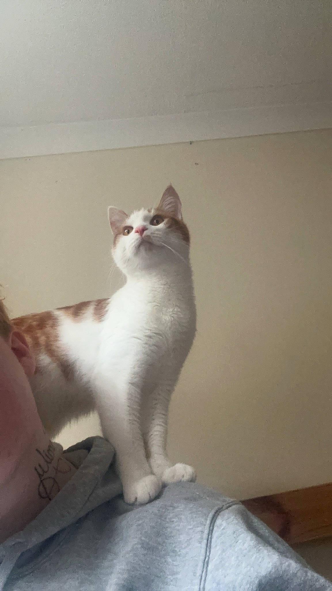 Eddie joined the competition — help win amazing prizes! carnivore, cat, comfort, ear, eye, fawn, felidae, foot, grey, head, human_body, human_leg, iris, leg, small_to_medium_sized_cats, snout, tail, whiskers, window, wood