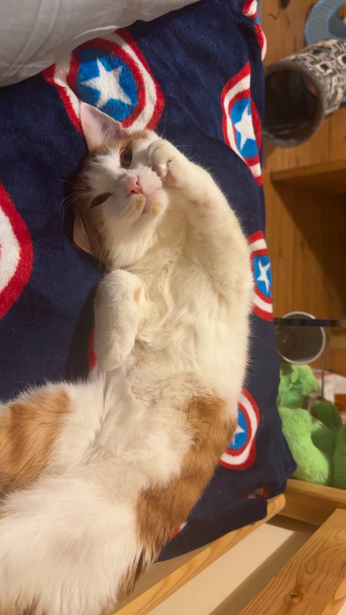 Eddie is registered to the contest to win money with this photo: carnivore, cat, claw, comfort, domestic_short_haired_cat, fang, fawn, felidae, fur, lap, paw, small_to_medium_sized_cats, snout, tail, whiskers