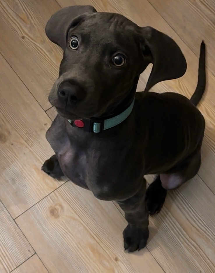 Loki