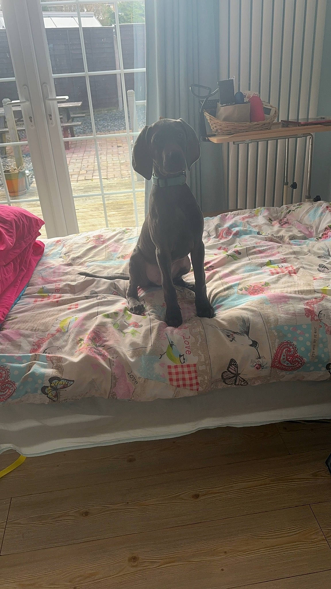 Loki joined the competition — help win amazing prizes! canidae, carnivore, comfort, companion_dog, dog, dog_breed, dog_supply, fawn, flooring, guard_dog, gun_dog, hardwood, home, linens, pet_supply, sporting_group, tail, tints_and_shades, vertebrate, working_animal