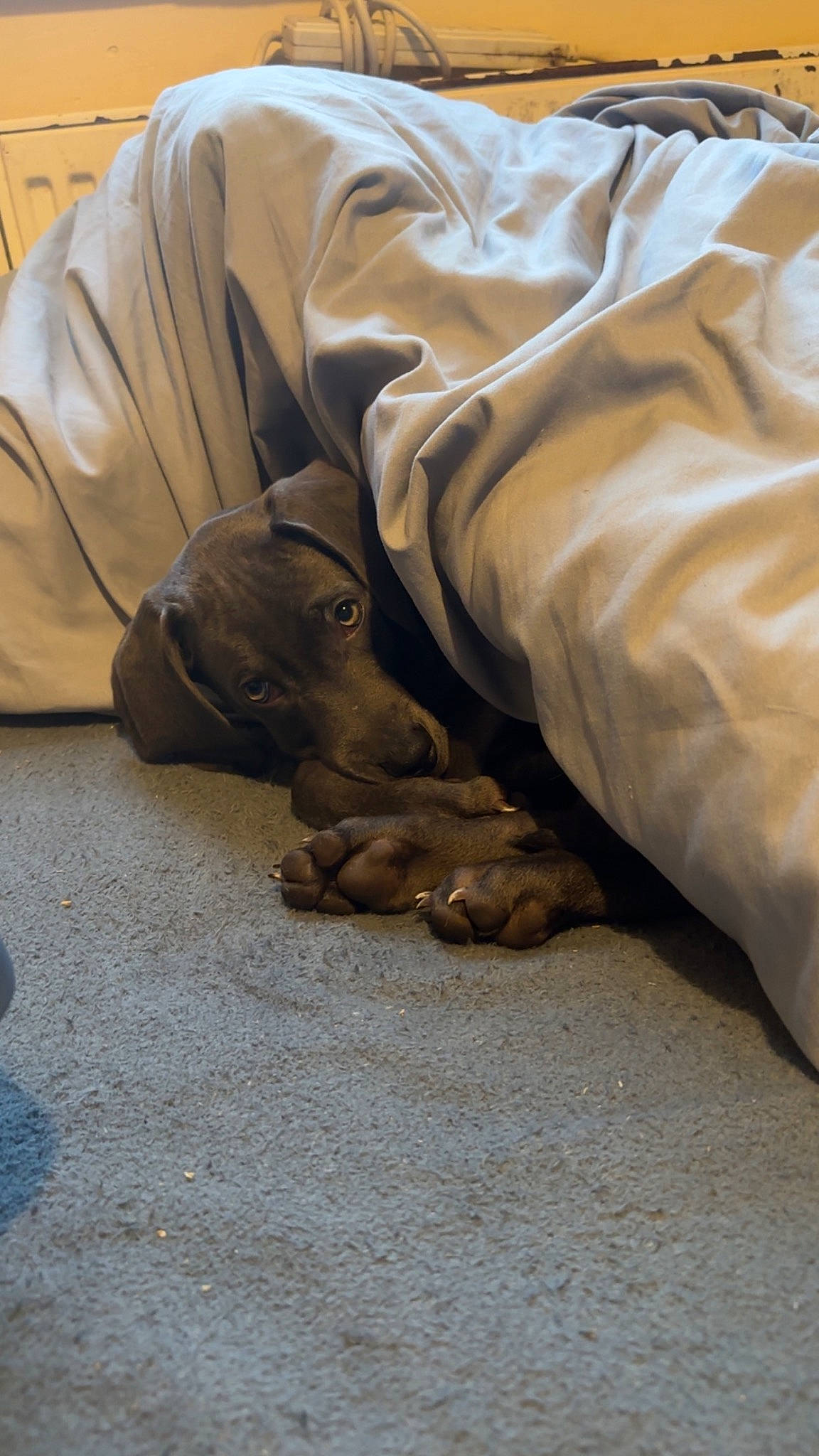 Loki joined the competition — help win amazing prizes! canidae, comfort, companion_dog, dog, dog_breed, duvet, fawn, flooring, fur, hardwood, human_leg, linens, sitting, sleeve, sporting_group, terrestrial_animal, wood, working_animal, wrinkle