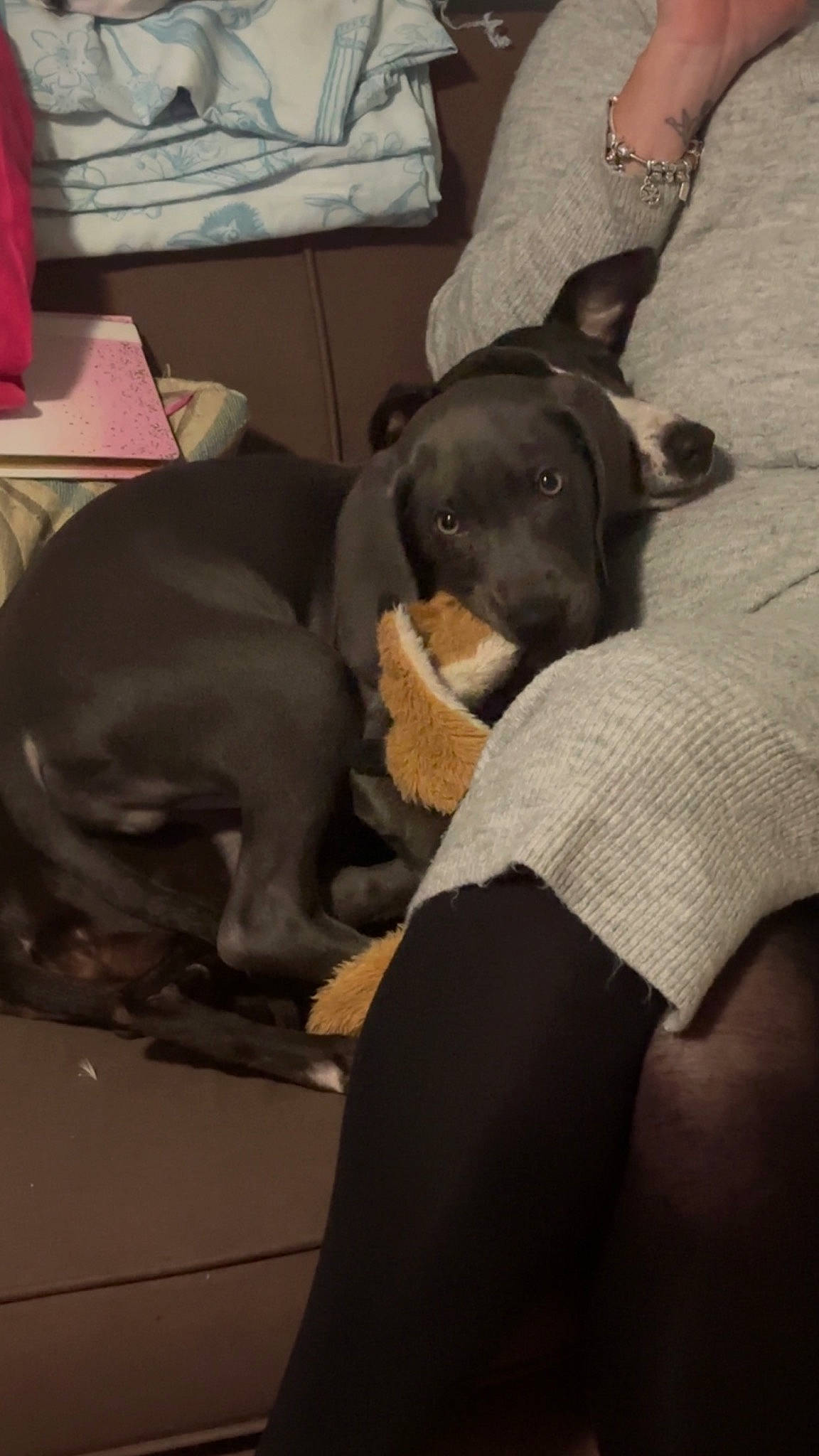 Loki joined the competition — help win amazing prizes! canidae, carnivore, collar, comfort, companion_dog, dog, dog_breed, ear, fawn, guard_dog, mammal, nap, non_sporting_group, pet_supply, sitting, snout, sporting_group, toy_dog, working_animal