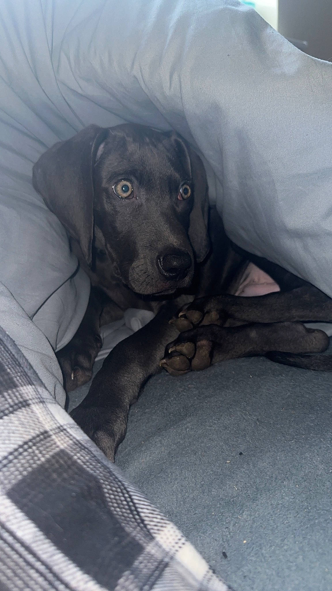 Loki joined the competition — help win amazing prizes! borador, canidae, carnivore, comfort, companion_dog, dog, dog_breed, fur, grey, guard_dog, gun_dog, hunting_dog, snout, sporting_group, whiskers, working_animal