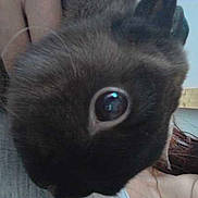 Sushi participe au concours pour gagner de l'argent avec cette photo :