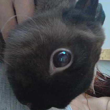 Sushi participe au concours pour gagner de l'argent avec cette photo :