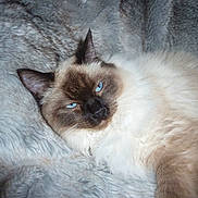 Illiot participe au concours pour gagner de l'argent avec cette photo :