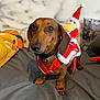 dog, dachshund, pet, indoor, bed, pillow, costume, christmas, holiday, festive, red, white, toy, decor, cute, animal, fur, ears, small_dog, canine