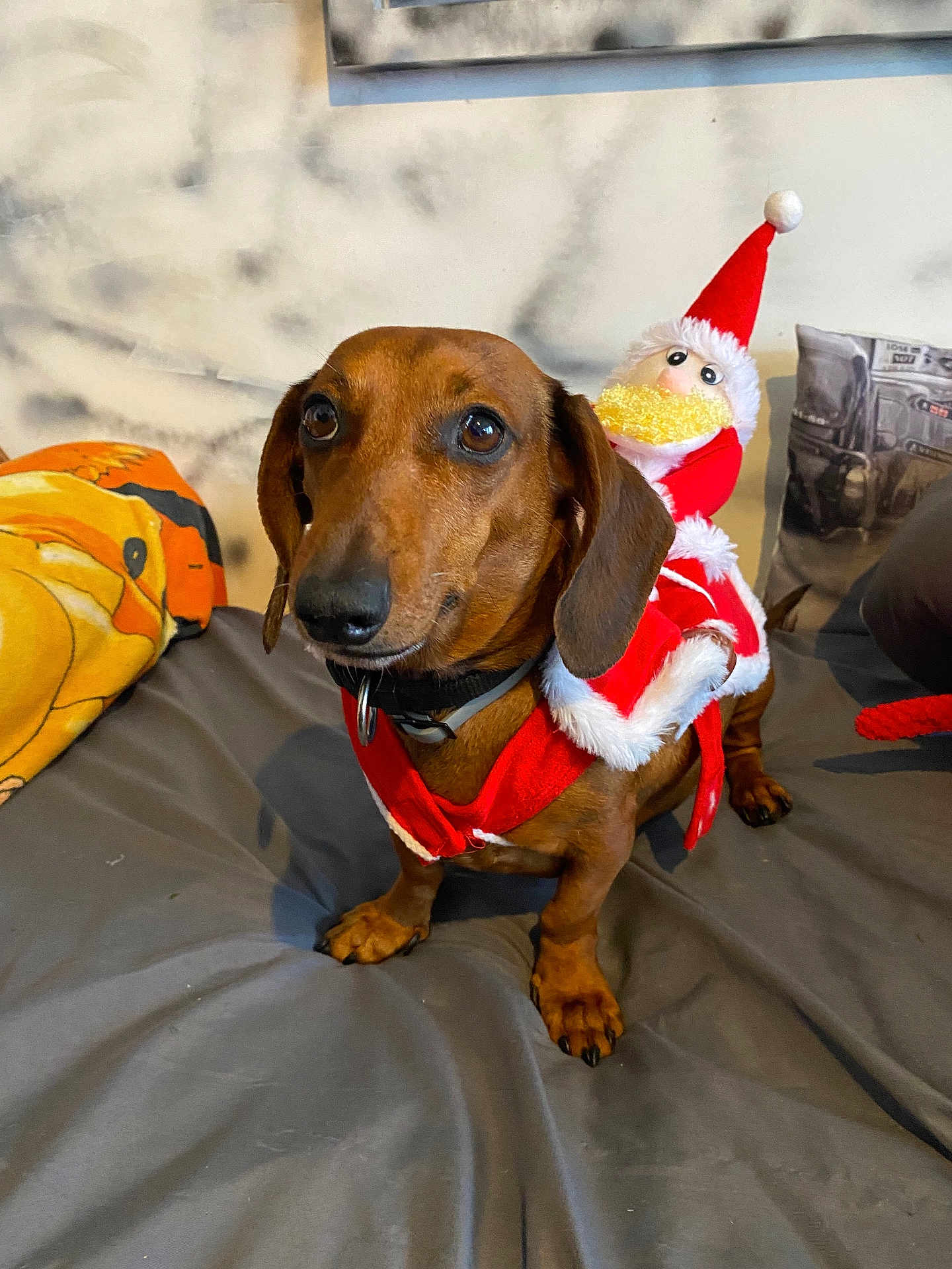 Pipa participe au concours pour gagner de l'argent avec cette photo : dog, dachshund, pet, indoor, bed, pillow, costume, christmas, holiday, festive, red, white, toy, decor, cute, animal, fur, ears, small_dog, canine