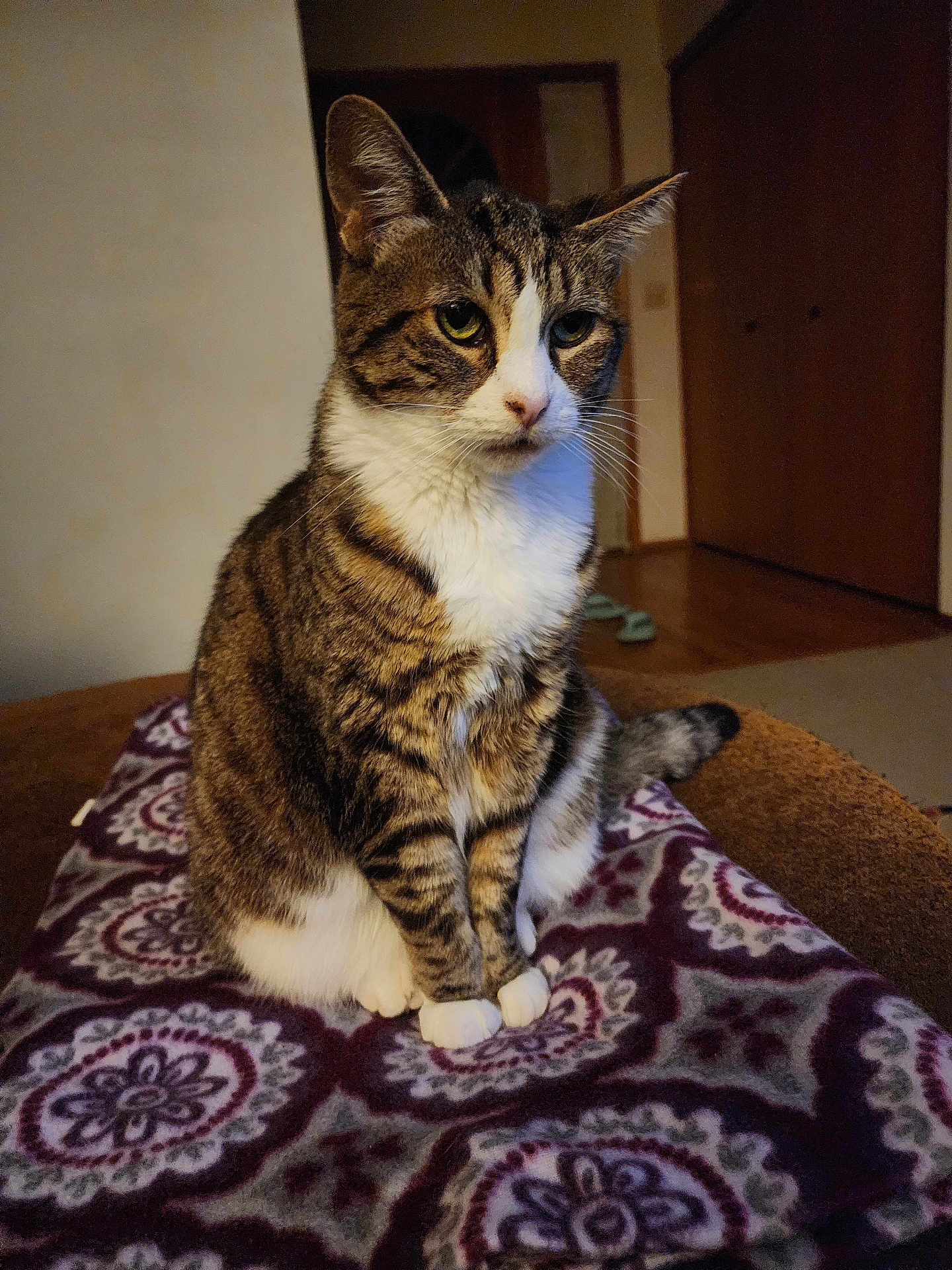 Tilly joined the competition — help win amazing prizes! cat, tabby, pet, indoor, animal, fur, whiskers, ears, paws, blanket, pattern, brown, white, cozy, furniture, floor, home, sitting, quiet, calm