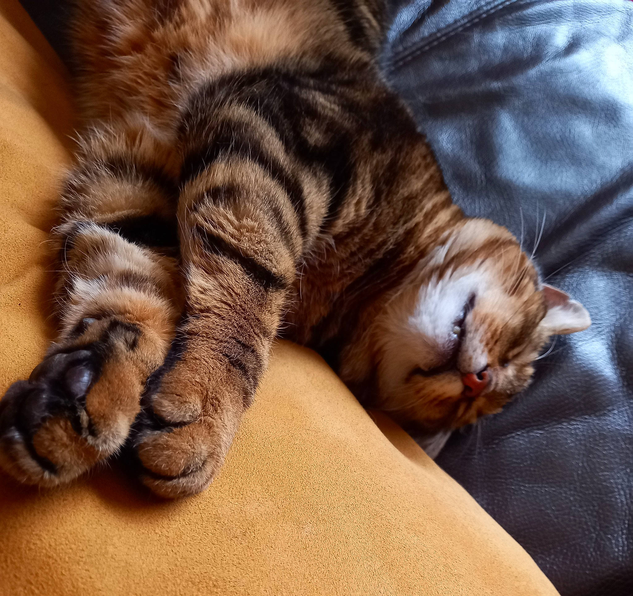 L'Incruste a rejoint le concours — aidez-le/la à gagner de superbes lots ! carnivore, cat, claw, comfort, domestic_short_haired_cat, fawn, felidae, fur, human_leg, mammal, nap, paw, sleep, small_to_medium_sized_cats, snout, tail, terrestrial_animal, vertebrate, whiskers, wood