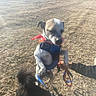 dog, harness, bandana, leash, person, grass, outdoor, sunlight, jumping, playful, animal, pet, daytime, active, nature, brown, white, black, canine, fun