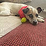 Roscoe joined the competition — help win amazing prizes! dog, bandana, tennis_ball, couch, pet, resting, small_dog, indoor, fur, animal, cute, relaxed, head, paw, face, texture, pattern, home, cozy, lying_down
