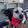 Roscoe joined the competition — help win amazing prizes! dog, white_dog, black_dog, bandana, leash, person, hand, outdoor, urban, reflection, window, side_view, closeup, pet, animal, panting, curious, walking, concrete, daylight