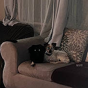 Roscoe is registered to the contest to win money with this photo: dog, couch, indoor, curtains, pillow, pet, animal, domestic, cozy, resting, two_dogs, glowing_eyes, furniture, living_room, companion, quiet, home, relaxing, dark, shadow