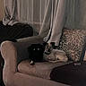 dog, couch, indoor, curtains, pillow, pet, animal, domestic, cozy, resting, two_dogs, glowing_eyes, furniture, living_room, companion, quiet, home, relaxing, dark, shadow
