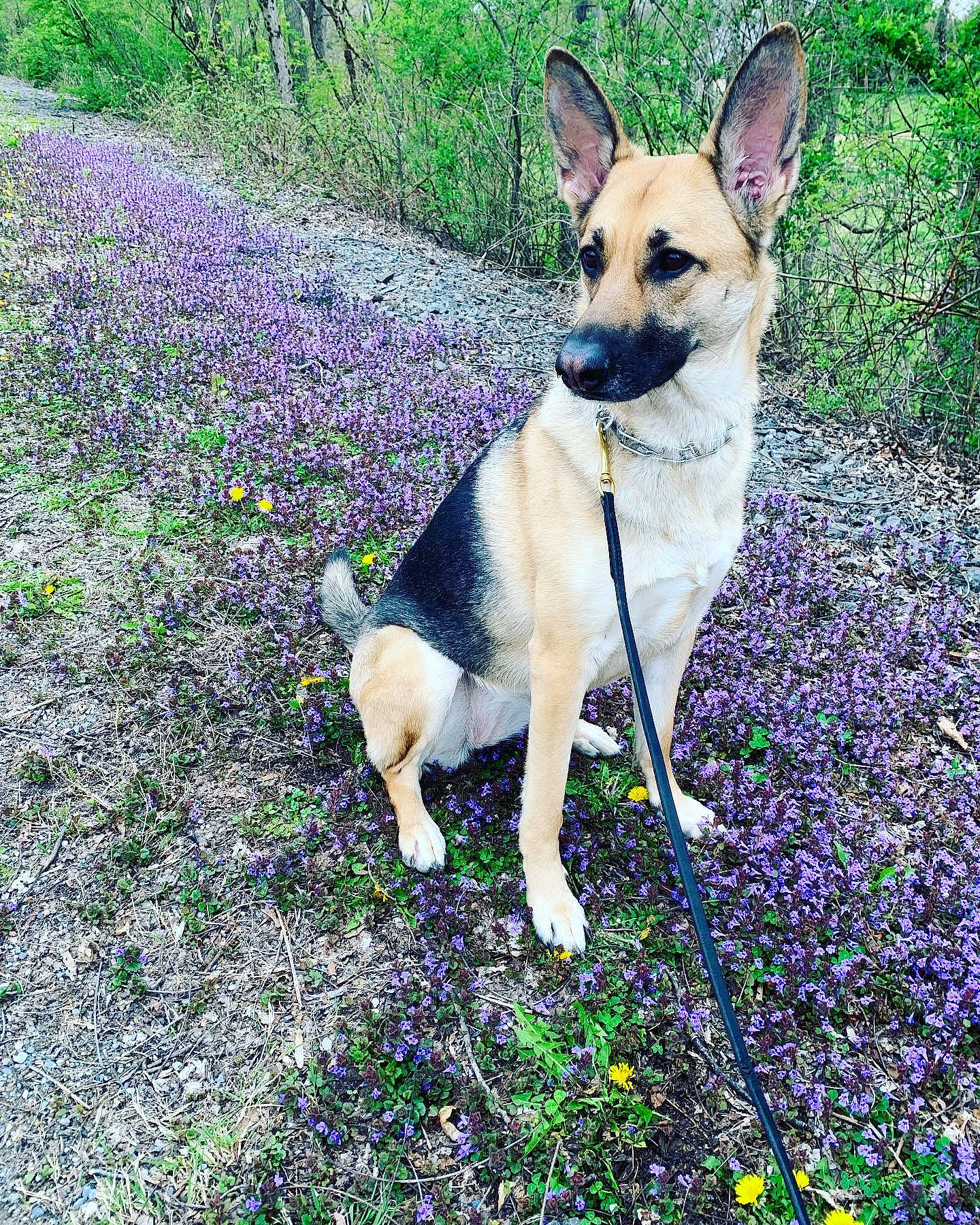 Ada joined the competition — help win amazing prizes! annual_plant, carnivore, collar, companion_dog, dog, dog_breed, fawn, flower, flowering_plant, garden, grass, groundcover, people_in_nature, petal, plant, shrub, sporting_group, spring, tail, wildflower