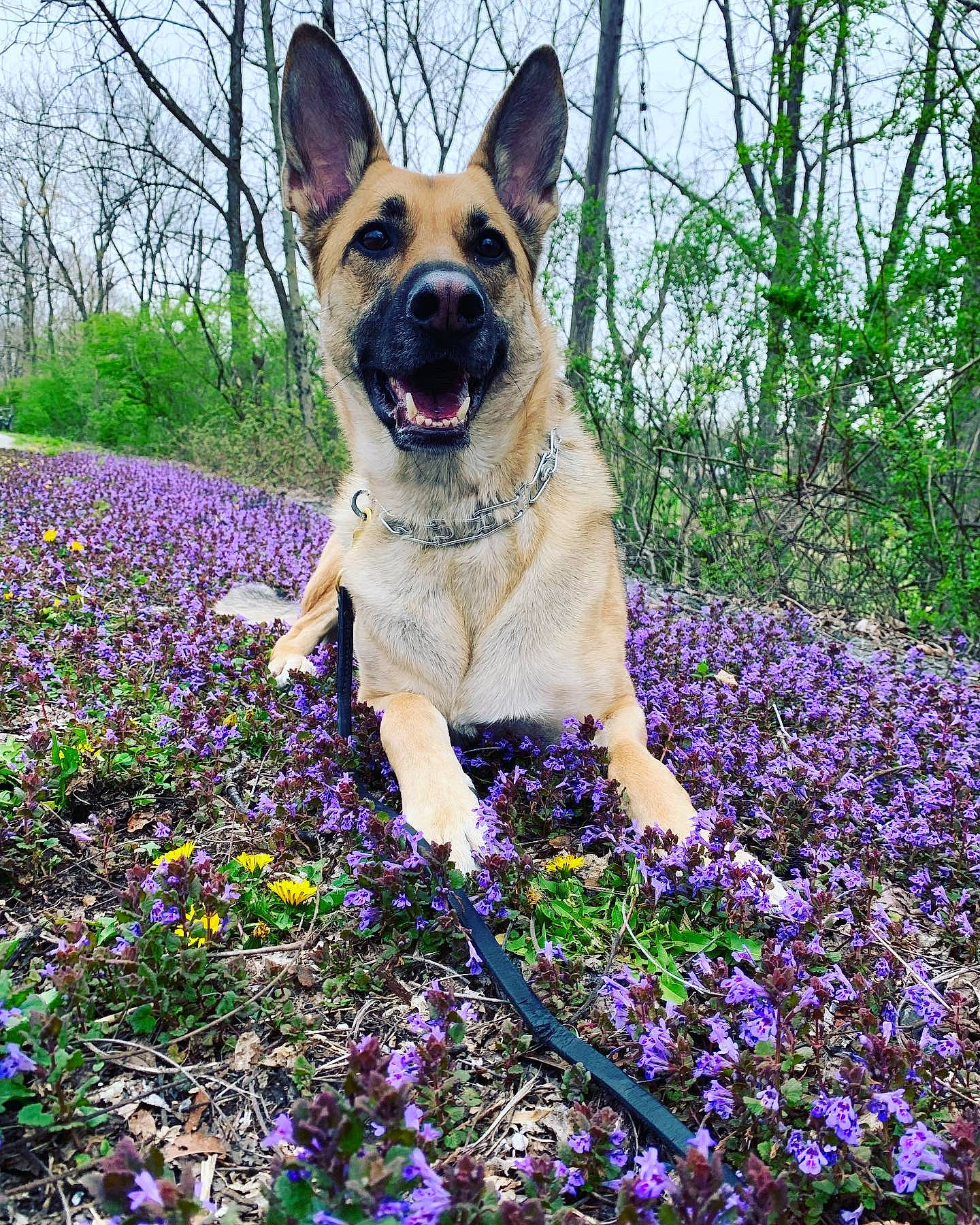 Ada is registered to the contest to win money with this photo: annual_plant, carnivore, collar, companion_dog, dog, electric_blue, fawn, flower, flowering_plant, grass, groundcover, herbaceous_plant, meadow, people_in_nature, petal, plant, purple, sky, snout, tree
