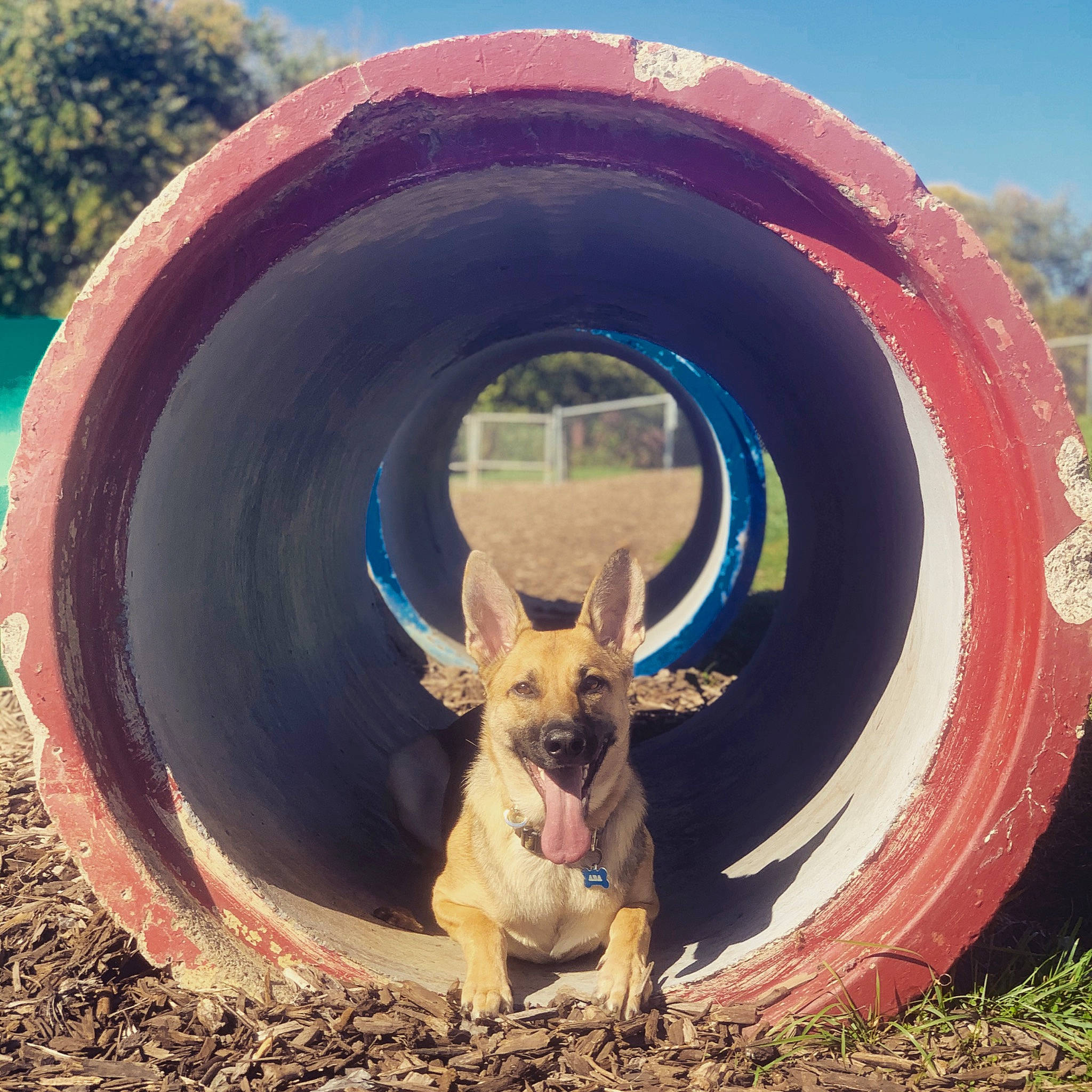 Ada joined the competition — help win amazing prizes! auto_part, automotive_tire, automotive_wheel_system, circle, fawn, fun, grass, landscape, natural_environment, nature, pink, recreation, sky, snout, soil, terrestrial_animal, tire, vertebrate, wilderness, wood
