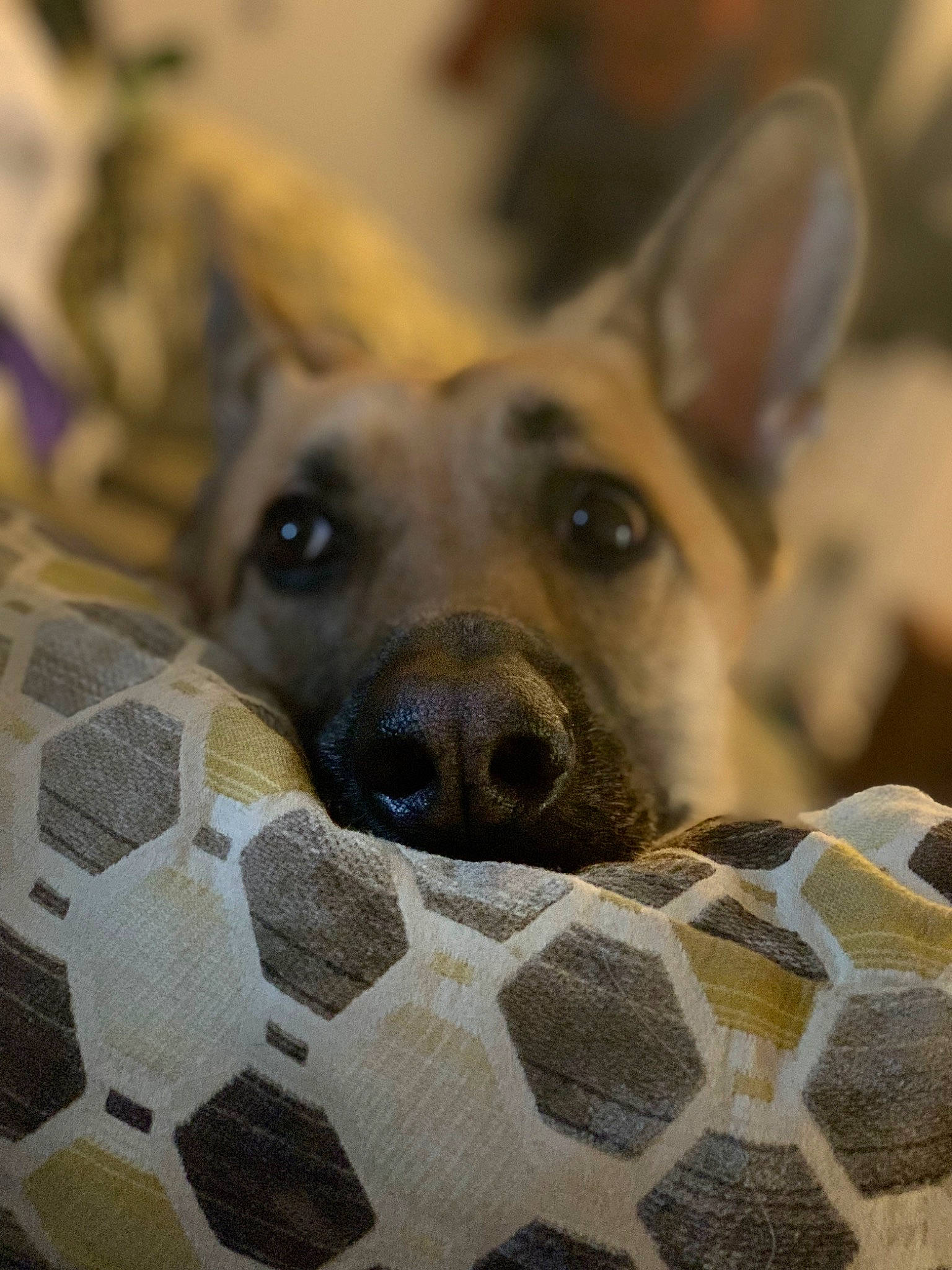 Ada joined the competition — help win amazing prizes! animal_shelter, canidae, carnivore, companion_dog, dog, dog_breed, dog_supply, fawn, fur, non_sporting_group, pattern, paw, snout, sporting_group, street_dog, terrestrial_animal, toy_dog, whiskers, working_animal