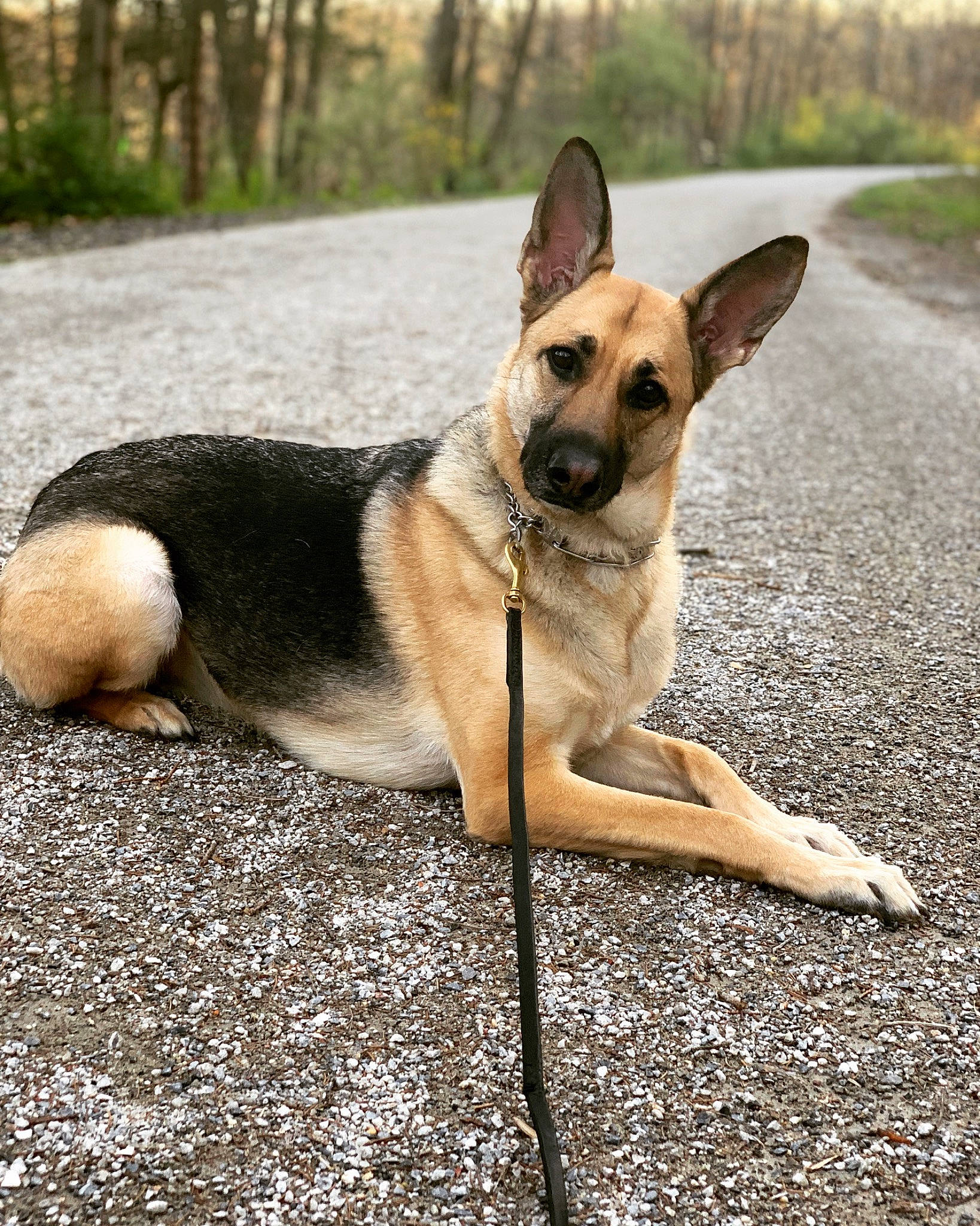 Ada joined the competition — help win amazing prizes! canidae, carnivore, collar, companion_dog, dog, dog_breed, dog_collar, dog_supply, fawn, leash, pet_supply, plant, road_surface, sky, snout, sporting_group, tail, tree, working_animal, working_dog